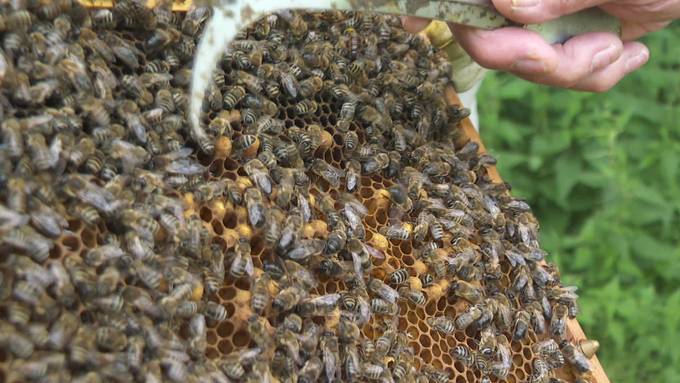 Bienenferien: Appenzeller Bienen pflücken Nektar in Arosa
