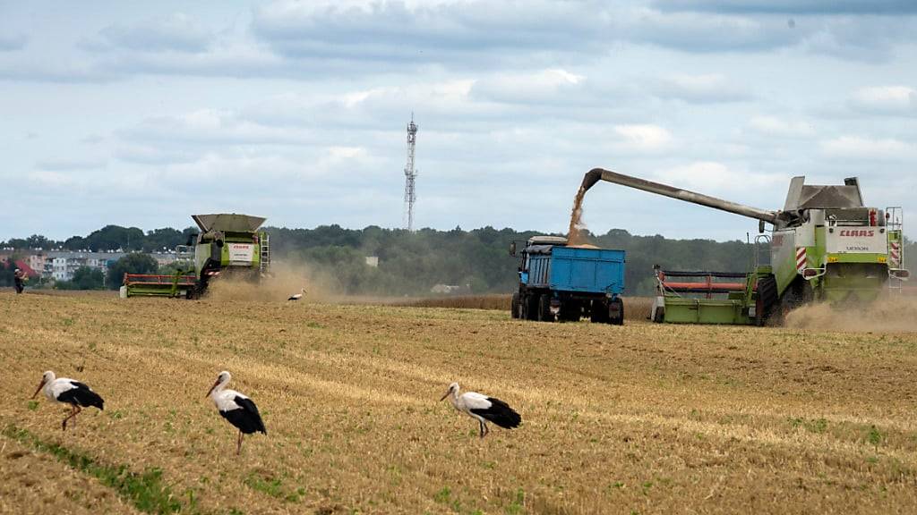ARCHIV - Russland stoppt das Getreideabkommen. Foto: Efrem Lukatsky/AP/dpa