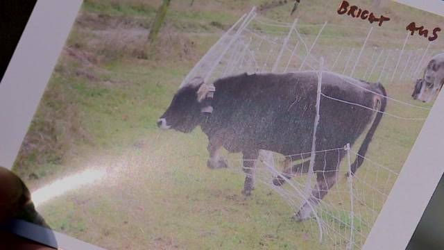 Bäuerin aus Magden steht wegen schlechter Tierhaltung vor Gericht