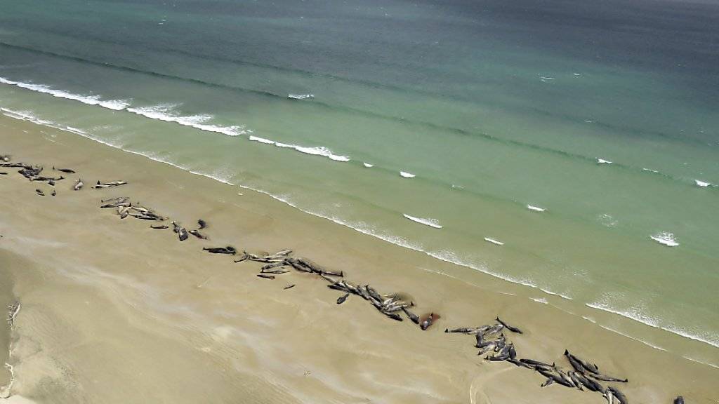 In Neuseeland wurden am Wochenende mehrere Dutzend Grindwale am Strand entdeckt.