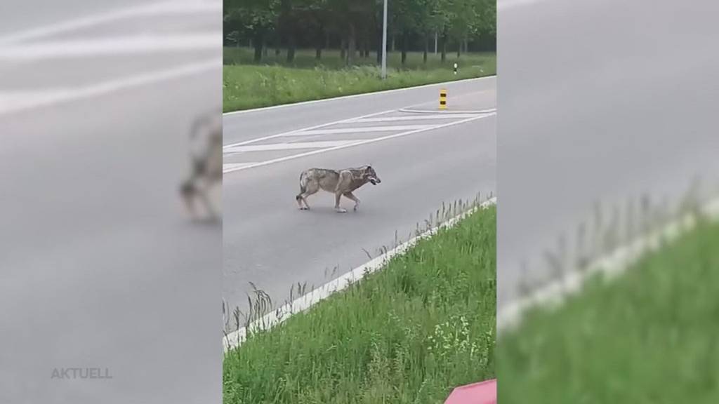 Toter Wolf: In Mumpf gerät ein Wolf unter den Zug