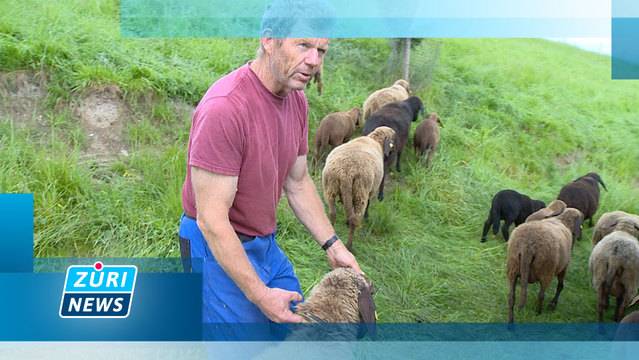 ZüriNews — Dienstag, 6. Juni 2017 — Ganze Sendung