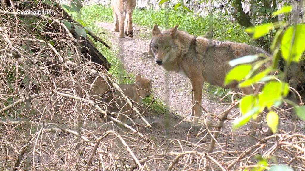 Neues Jagdgesetz: Emotionale Debatte über Lockerung vom Wolfs-Schutz