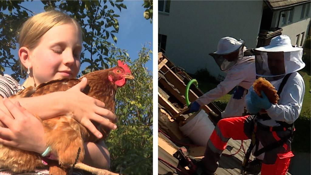 Bienen-Umsiedlung / Seminar «Haustier Huhn» 