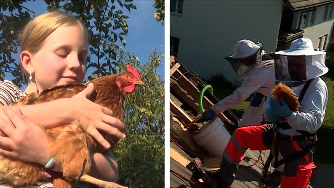Bienen-Umsiedlung / Seminar «Haustier Huhn» 