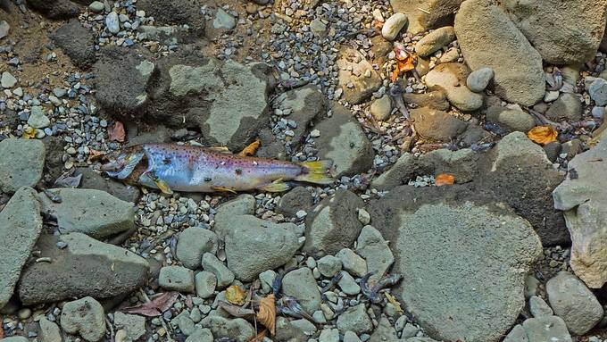 Fischsterben im Hofbach in Oberkirch