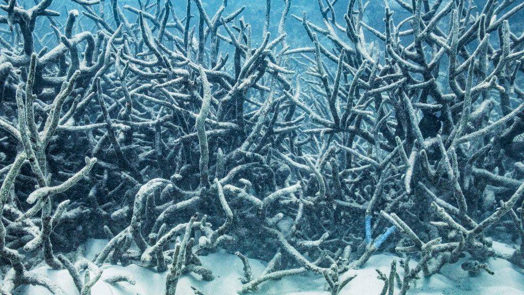 Es ist ein ökologisches Trauerspiel: Sonst bunt wie ein Regenbogen lässt die Korallenbleiche das Great Barrier Reef aussehen wie eine Blumenhecke nach einem Waldbrand. Und es wird von Mal zu Mal schlimmer, wie eine neue Untersuchung zeigt.