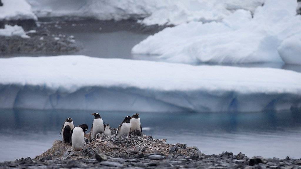 Pinguine nisten in der Antarktis. Dort soll das grösste Meeresschutzgebiet der Erde entstehen. Darauf haben sich 24 Staaten und die EU nach vierjährigen Verhandlungen geeinigt.