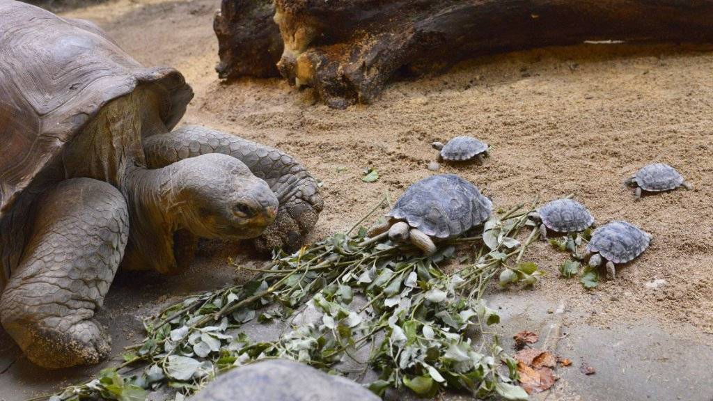 Schildkrötenvater Jumbo mit seinem hungrigen Nachwuchs.