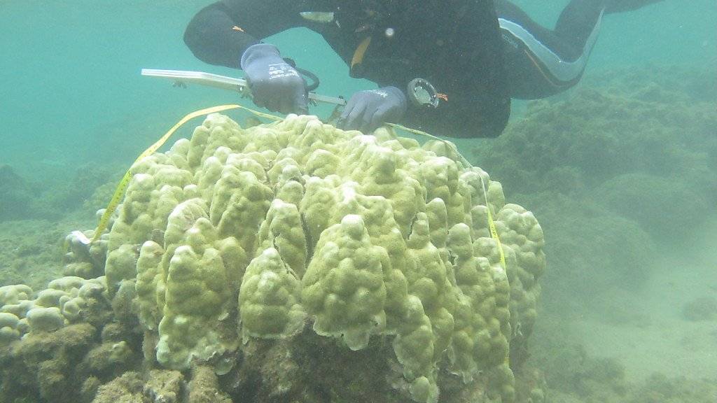 Vermessung einer Korallenkolonie. Forschende haben festgestellt, dass wärmere Temperaturen Korallen heute weniger ausmacht als noch vor 50 Jahren.