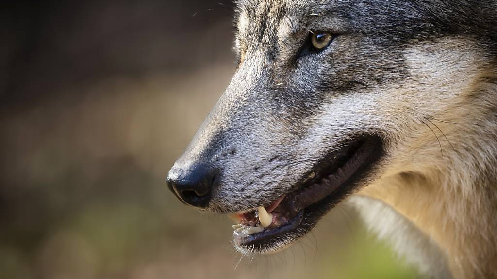 Initiative für weitgehende Aufhebung des Wolfsschutzes gescheitert