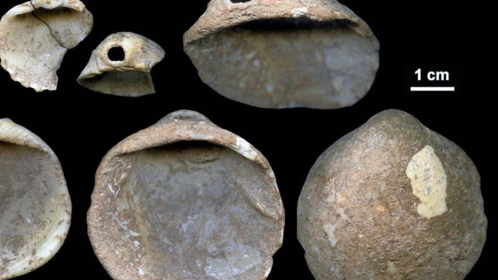 Muscheln, die vor rund 115'000 Jahren von Neandertalern durchbohrt wurden. Sie und ebenfalls entdeckte Höhlenmalereien sind ein Hinweis darauf, dass Neandertaler und moderne Menschen dieselben kognitiven Fähigkeiten hatten.
