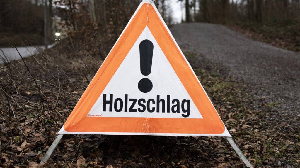 Die Gemeinde Kriens und das Stadtforstamt Luzern planen im nächsten Winter einen Holzschlag im Hobacherwald.