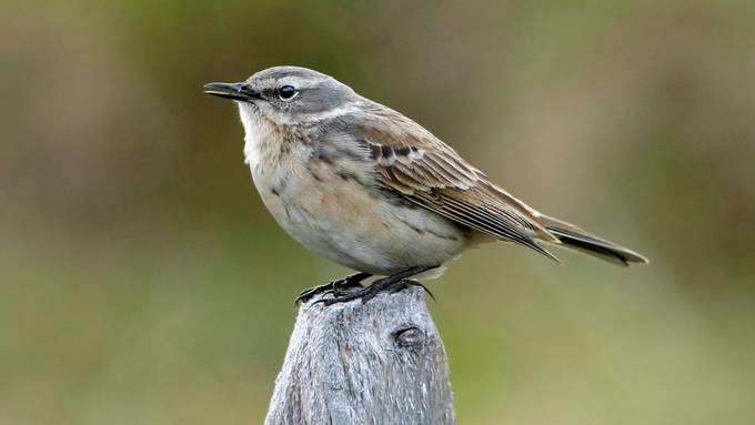 Vögel werden aus den tieferen Berglagen vertrieben