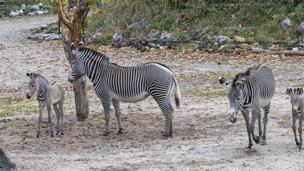 Im Oktober sind im Zoo Zürich zwei Zebras zur Welt gekommen. Die Geburt eines dritten Jungtiers wird in den kommenden Tagen erwartet.