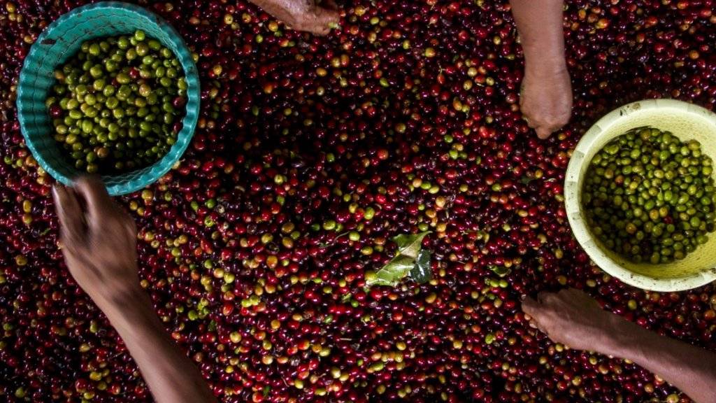 Bei einem Festival in Indonesien wurden am Freitag die Blätter der Kaffeepflanze statt der Bohnen zu einem begehrten Getränk verarbeitet. (Symbolbild)
