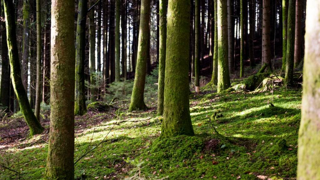 Neue Waldreservate und Altholzinseln sollen in Nidwalden Lebensräume für seltene und gefährdete Arten bieten. (Symbolbild)