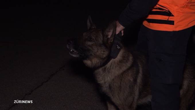 Misslungene Einbrecherjagd: Polizeihund tötet Katze, anstatt Einbrecher zu stellen