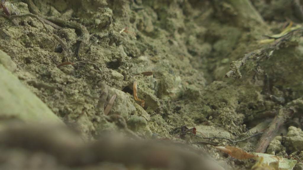 Trockenheit verschärft Waldbrandgefahr im Kanton Uri