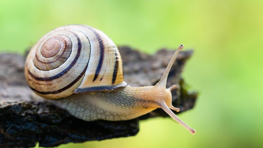Die in der ganzen Schweiz verbreitete Schneckenart steht laut Pro Natura für die Wichtigkeit des Bodenlebens.