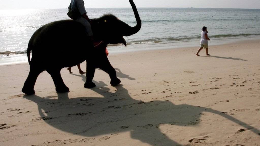 Ein Tourist reitet auf einem Elefanten auf der thailändischen Ferieninsel Phuket - Tierschützer finden das unverantwortlich, so ist gerade erst ein schottischer Tourist von einem Elefanten totgetrampelt worden. (Archiv)