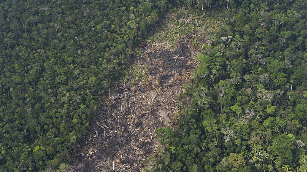 Die Abholzung im brasilianischen Amazonas-Regenwald ist einem Bericht zufolge in den ersten beiden Monaten des Jahres auf dem niedrigsten Stand seit 2018 in diesem Zeitraum gewesen. (Archivbild)