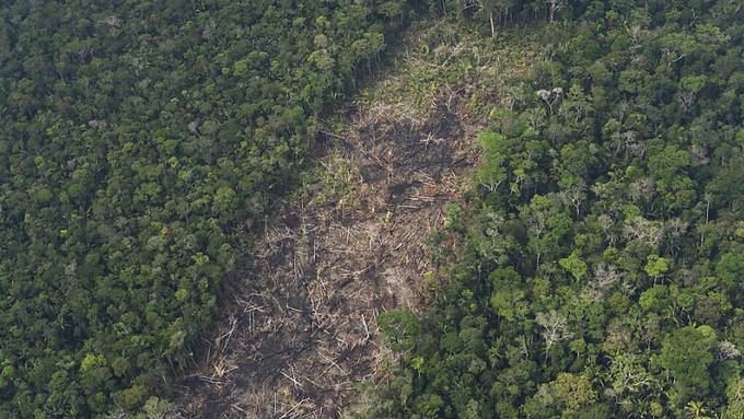 Abholzung im Amazonas-Regenwald deutlich gesunken