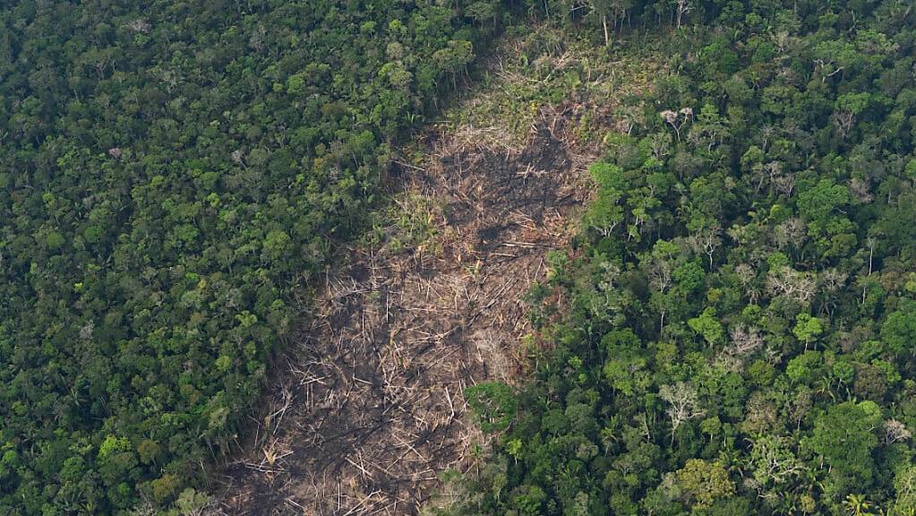 Die Abholzung im brasilianischen Amazonas-Regenwald ist einem Bericht zufolge in den ersten beiden Monaten des Jahres auf dem niedrigsten Stand seit 2018 in diesem Zeitraum gewesen. (Archivbild)