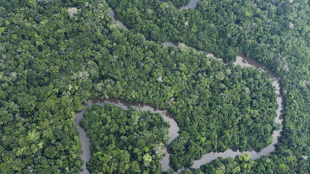 Südamerika beherbergt etwa 43 Prozent der Baumarten und die meisten seltenen Arten. Sie sind durch Landnutzungsänderungen und den Klimawandel unverhältnismässig stark bedroht: Ein Fluss schlängelt sich durch den Amazonasregenwald. (Themenbild)