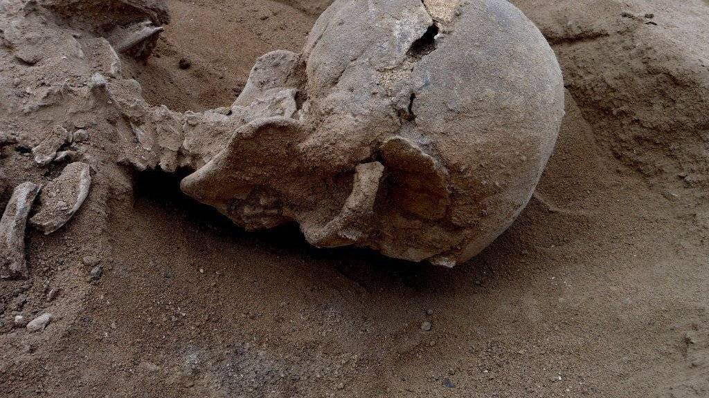 Der Schädel eines Mannes zeigt mehrere Verletzungen, die vermutlich von einem stumpfen Gegenstand wie einer Keule herrühren.