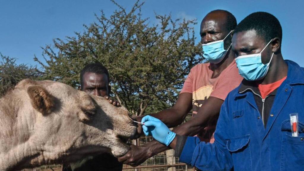Zoonose-Kontrolle im International Livestock Research Institute (ILRI) in Machakos, Kenia. Kamele sind ein Zwischenwirt und das Mers-Virus ist unter ihnen weit verbreitet. Sollte es mutieren, würde es auch Menschen befallen und eine Pandemie auslösen, die weit schlimmer wäre als Covid-19.