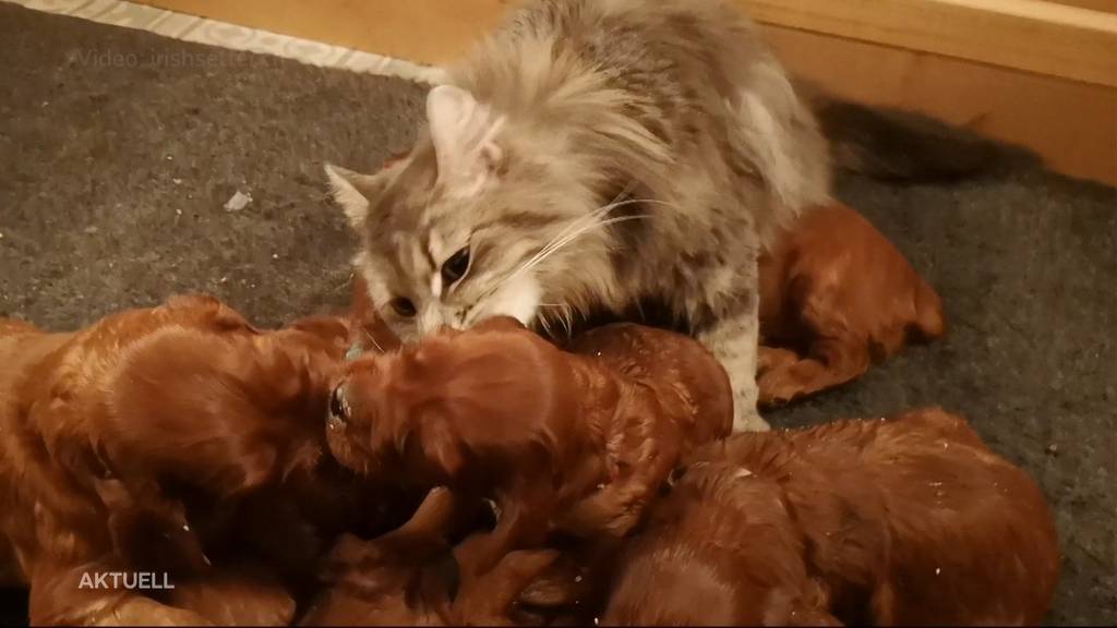 Tierische Mutterliebe: Katze zieht Hundewelpen auf