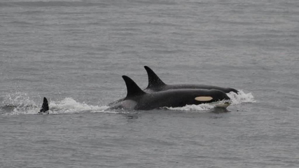 Lebt wieder auf: Die Orca-Mutter (vorne) schwimmt und jagt wieder mit ihren Artgenossen.