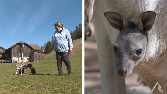 Auffangstation für handicapierte Hunde / Riesenkänguru Nachwuchs