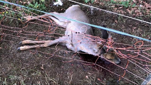 Rehe verenden immer häufiger in Weidezäunen