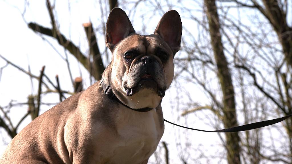 Ciccio