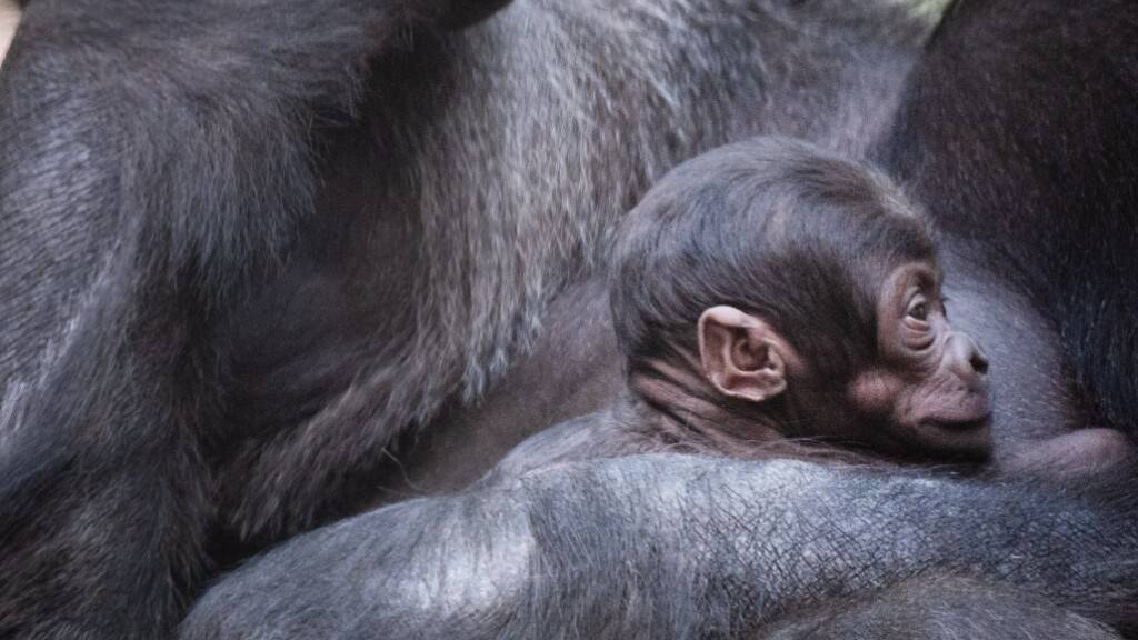 Nachwuchs bei den Gorillas im Basler Zoo