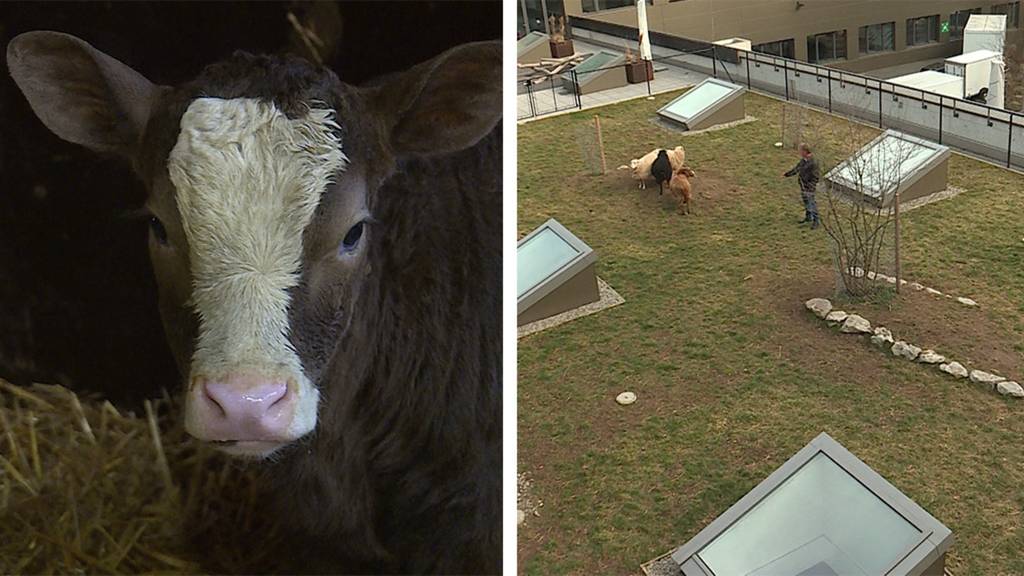 Glückliche Kälber / Tierlidach