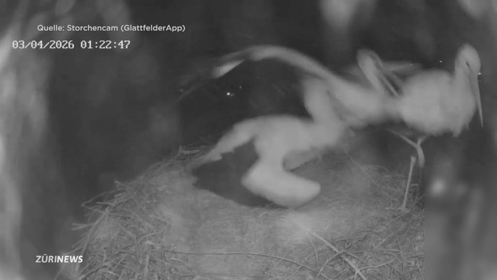 Angriff auf Storchennest: Wilde Szenen in Glattfelden