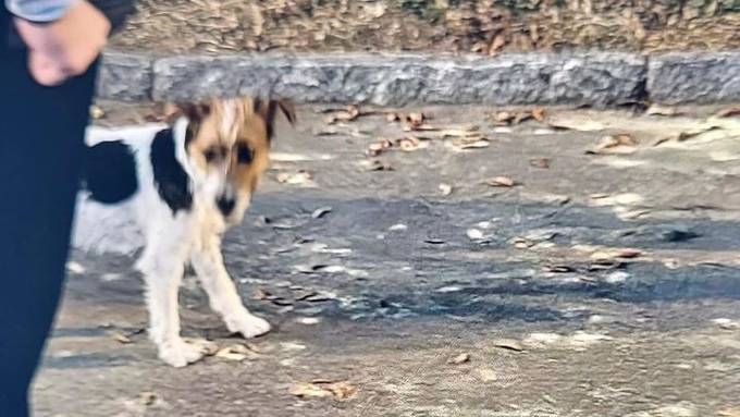 Hund beisst Mädchen (6) – Polizei sucht Frauchen oder Herrchen