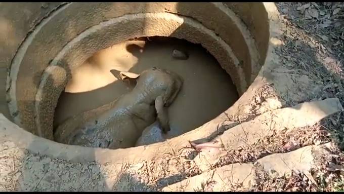 Mit Bagger: Helfer retten Babyelefant aus Grube