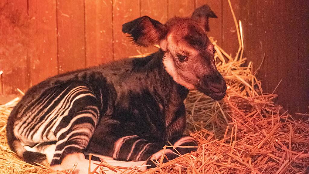 Nachwuchs bei den Okapis und Kudus im Zoo Basel