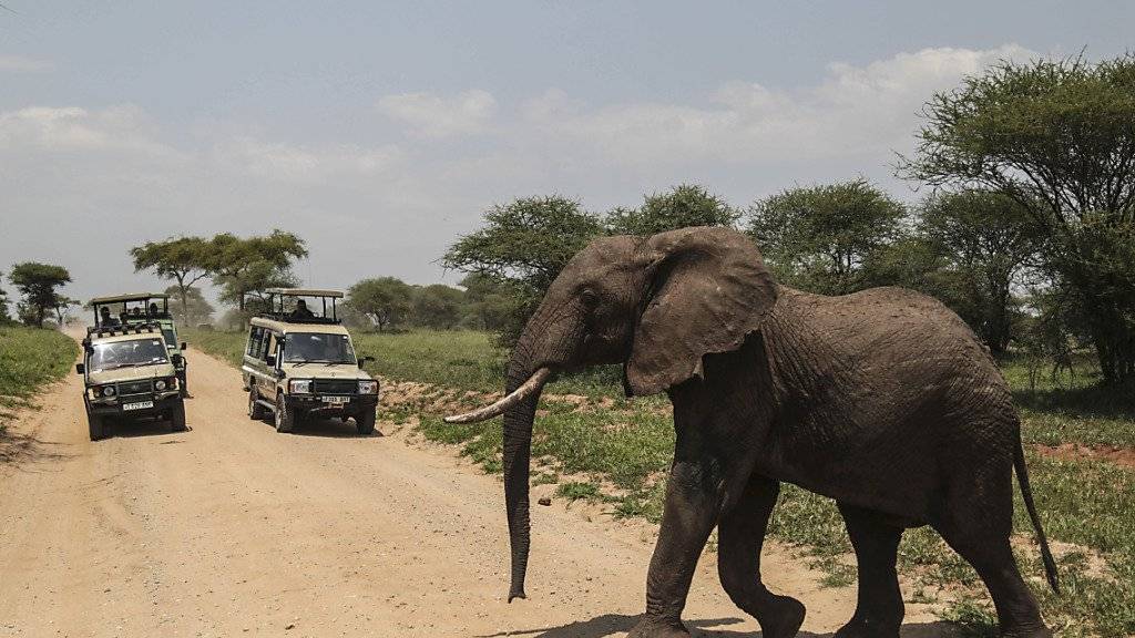 Elefant im Norden Tansanias: Im Südsudan haben Wilderer in den vergangenen zwei Jahren die Population arg dezimiert. (Archivbild)