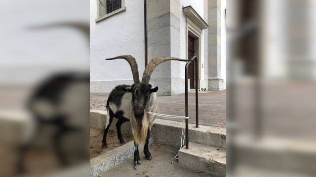 Brünstiger Geissbock irrt durch Olten