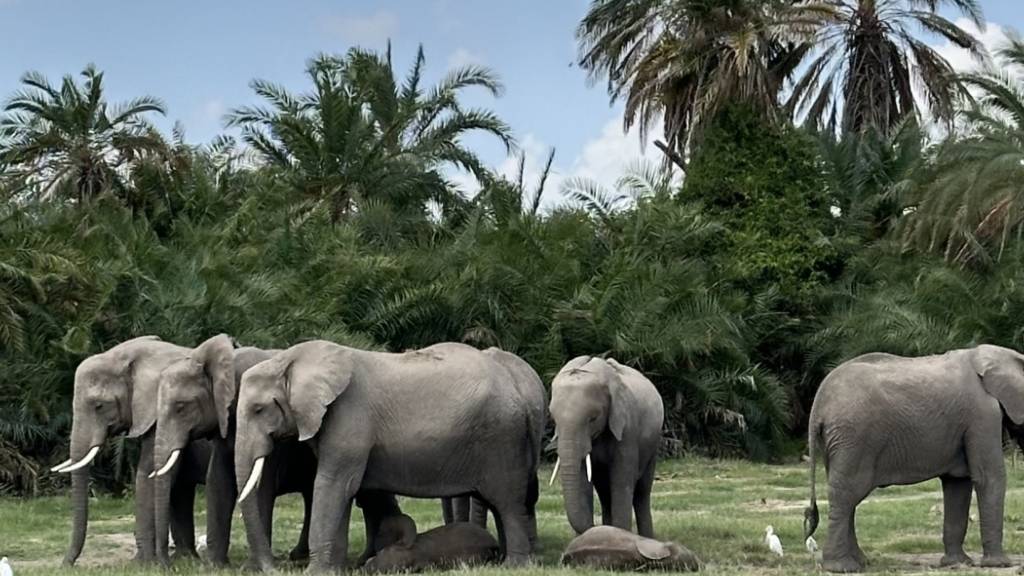 ARCHIV - Elefanten im Amboseli Nationalpark in Kenia. Foto: Christina Peters/dpa