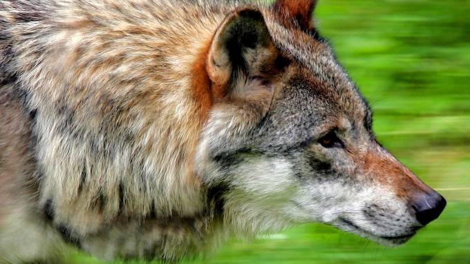 «Grenzenlose Abschussmöglichkeiten»: Nein-Komitee zum Jagdgesetz