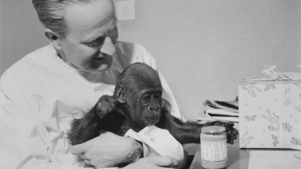 Goma wuchs nach ihrer Geburt 1959 zunächst bei Zoodirektor Ernst Lang auf. (Archivbild)