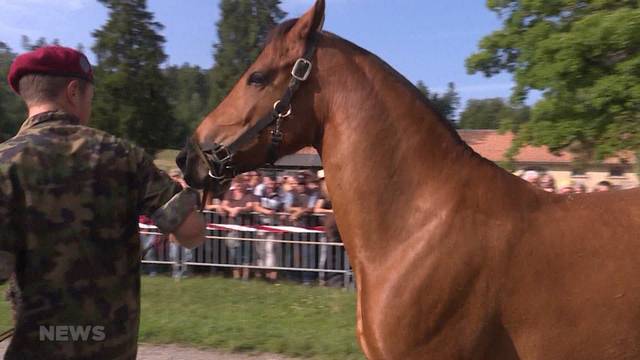 Alle Quälhof-Tiere versteigert