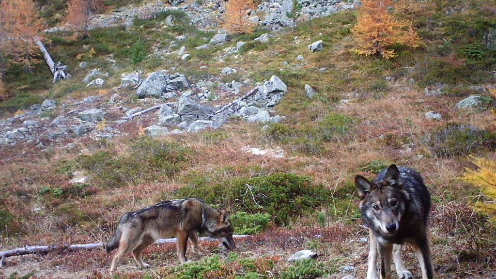 Zwei Jungwölfe in den Schweizer Alpen aufgenommen von einer Fotofalle. Nach der Geburt der Jungtiere im Sommer erreichen die elf Bünder Wolfsrudel jeweils ihren grössten Bestand. (Archivbild)