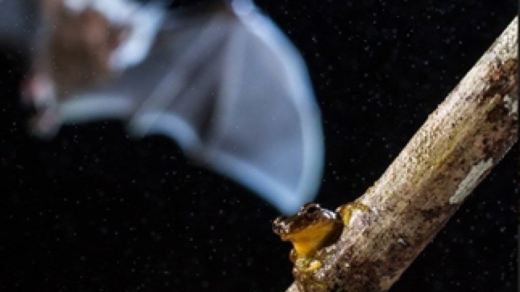 Gesamtsieg in der Studentenkategorie: Fledermaus schnappt sich gelben Frosch am Amazonas von Adrià López Baucells, Universität Lissabon.